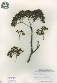 Sorbus commixta image