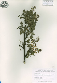 Laburnum alpinum image