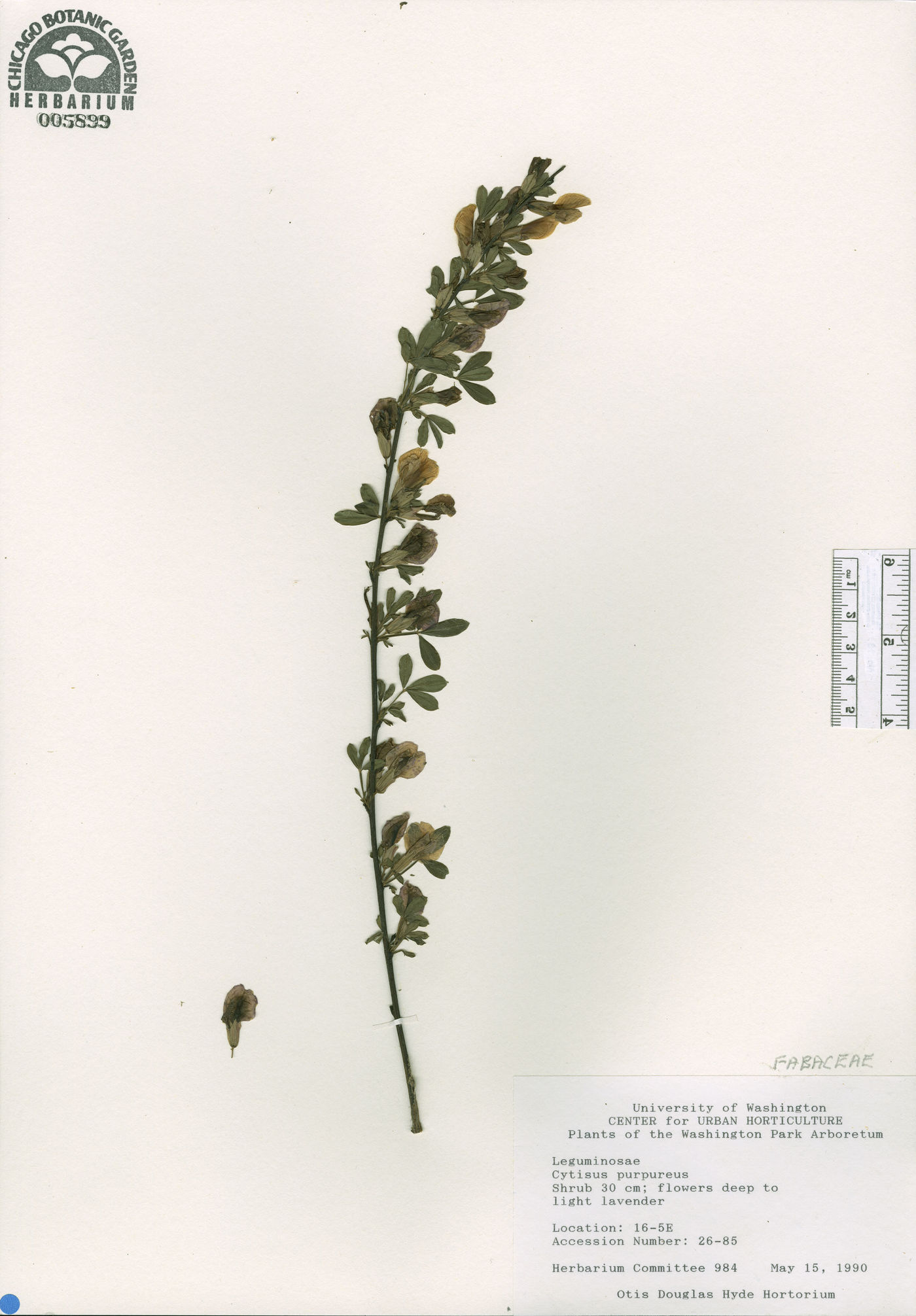 Cytisus purpureus image