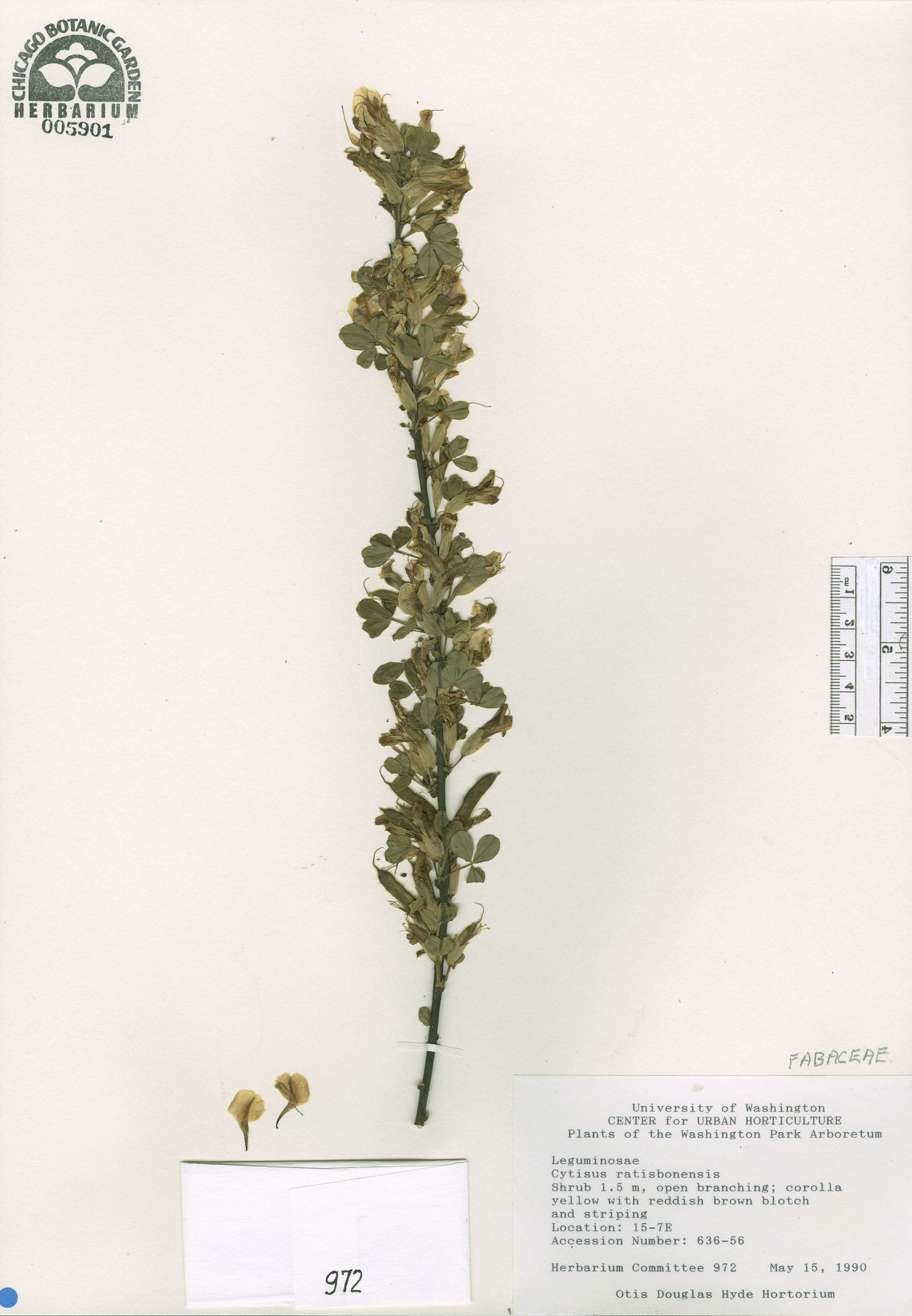 Chamaecytisus ratisbonensis image