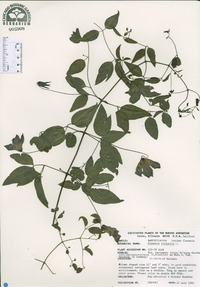 Clematis viticella image