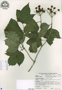 Viburnum trilobum image