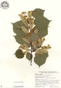 Tilia platyphyllos image