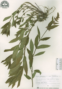 Stachys tenuifolia image