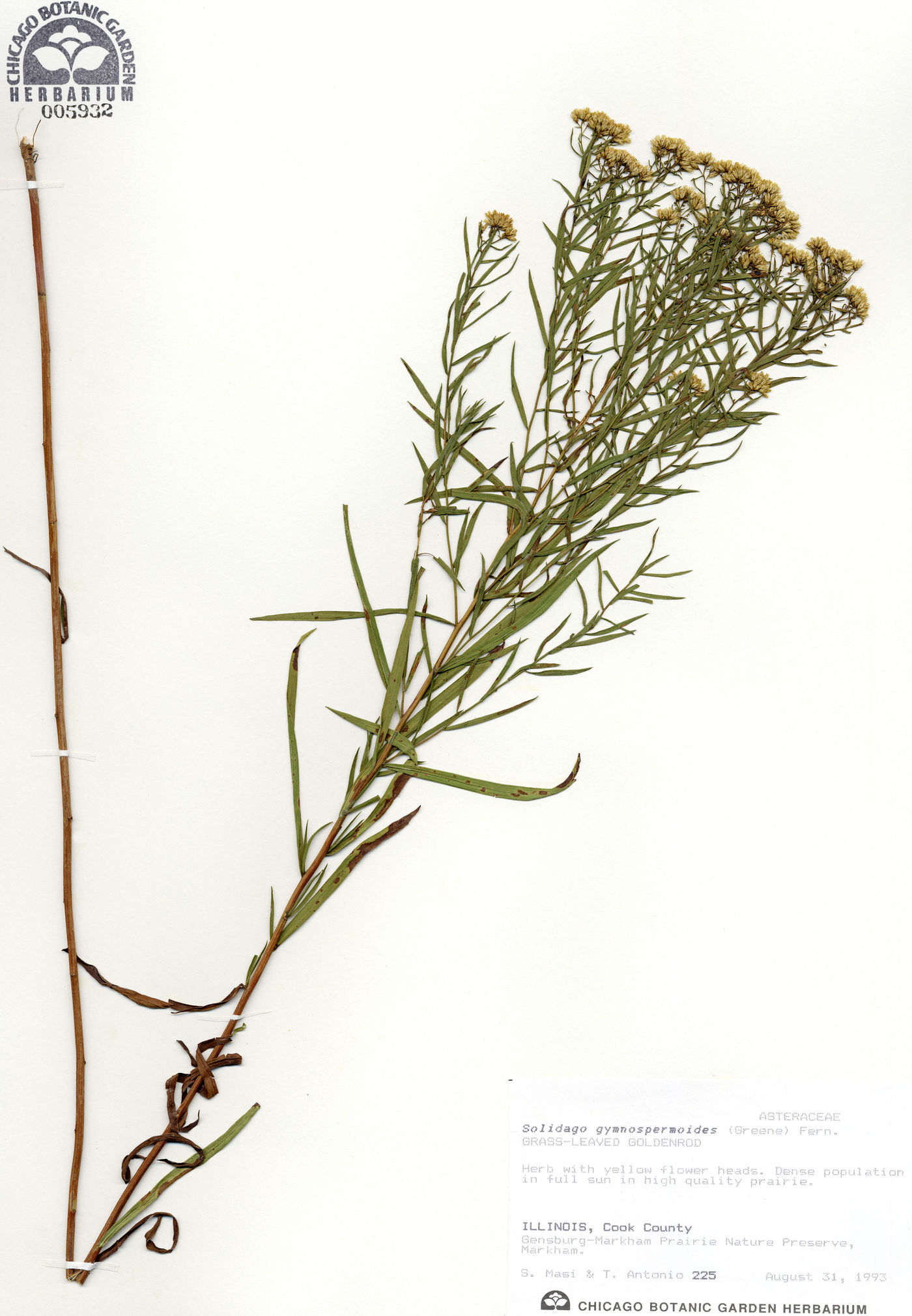 Solidago gymnospermoides image