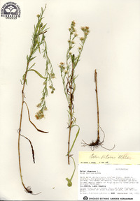 Symphyotrichum pilosum image