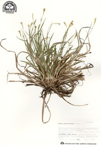 Carex gracilescens image