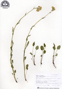 Packera pseudaurea image