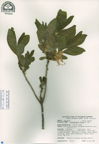 Rhododendron luteum image