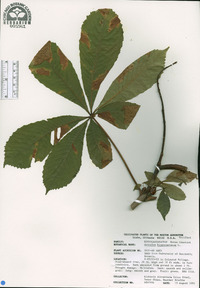 Aesculus hippocastanum image