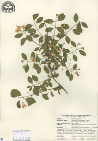 Lonicera korolkowii image