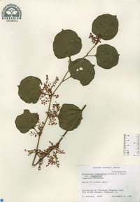 Reynoutria japonica image