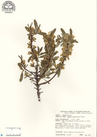 Image of Daphne axilliflora