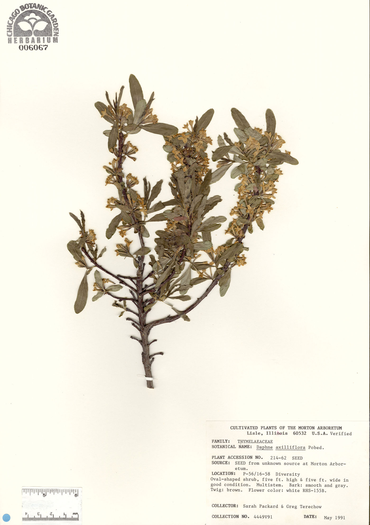 Daphne axilliflora image