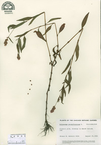 Persicaria pensylvanica image