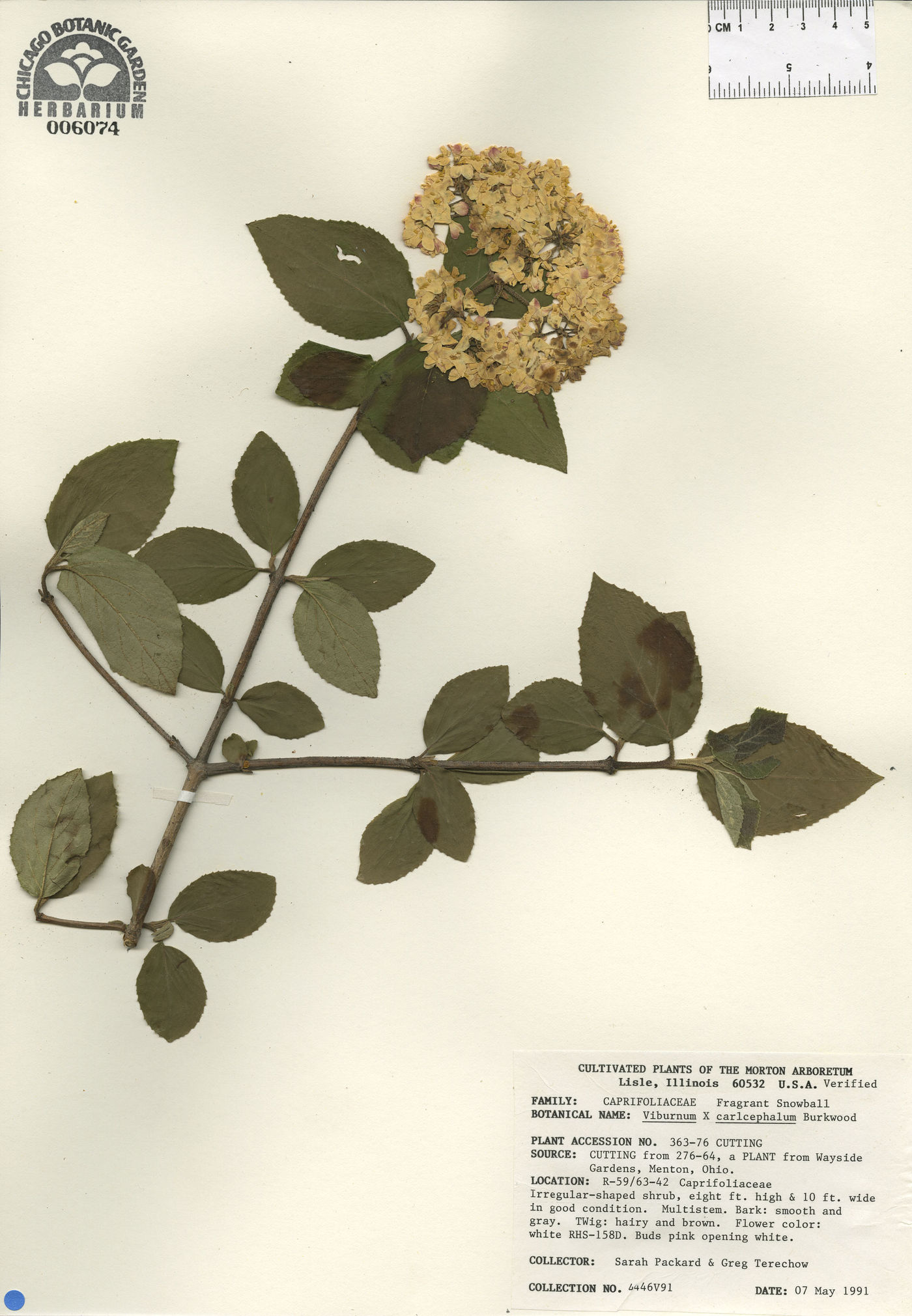 Viburnum carlcephalum image