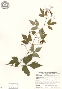 Ampelopsis japonica image