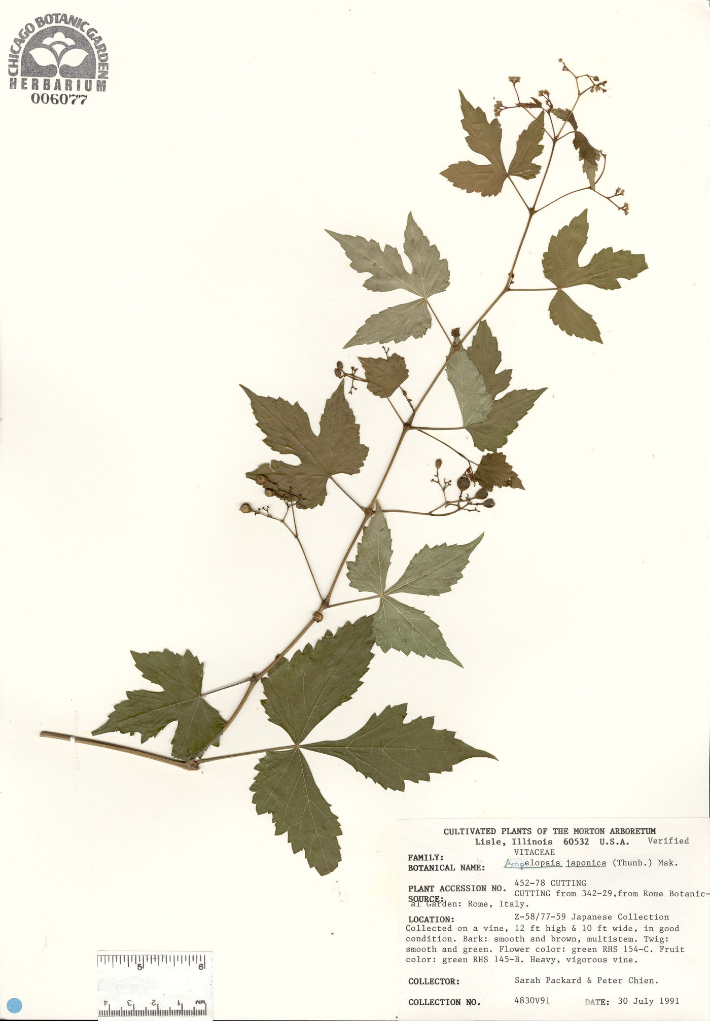 Ampelopsis japonica image