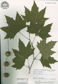 Platanus orientalis image