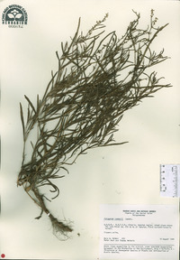 Image of Persicaria laxmannii