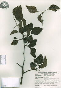 Pyrus calleryana image