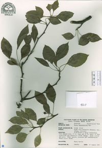 Pyrus betulifolia image