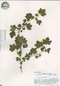 Ribes missouriense image