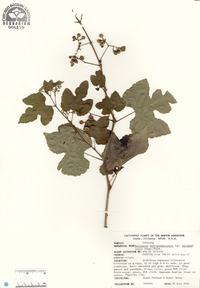 Ampelopsis brevipedunculata var. maximowiczii image