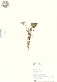 Viola missouriensis image