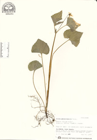 Viola pensylvanica image