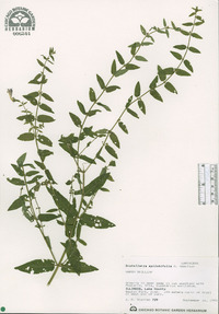 Scutellaria galericulata image