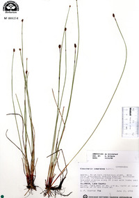 Eleocharis compressa image