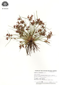 Cyperus bipartitus image