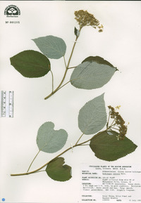 Hydrangea radiata image