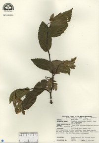 Carpinus caroliniana var. virginiana image