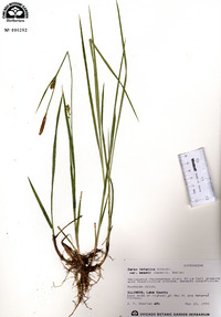 Carex meadii image