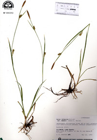 Carex meadii image