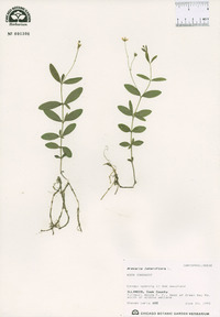 Moehringia lateriflora image