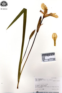 Iris virginica image