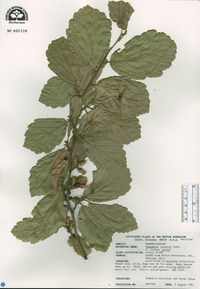 Hamamelis vernalis image