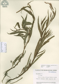 Persicaria lapathifolia image