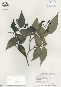 Viburnum setigerum image