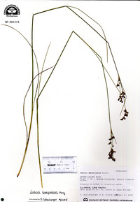 Juncus compressus image