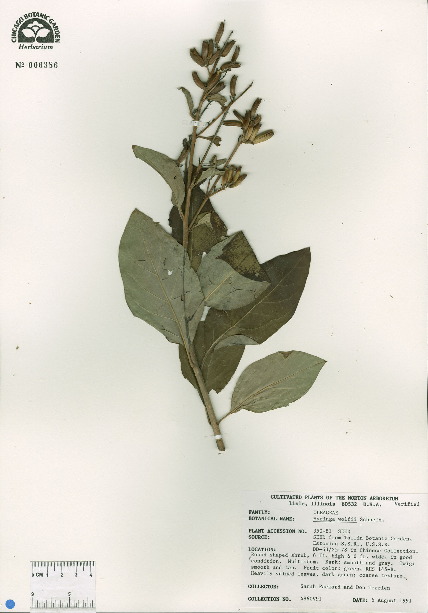 Syringa wolfii image