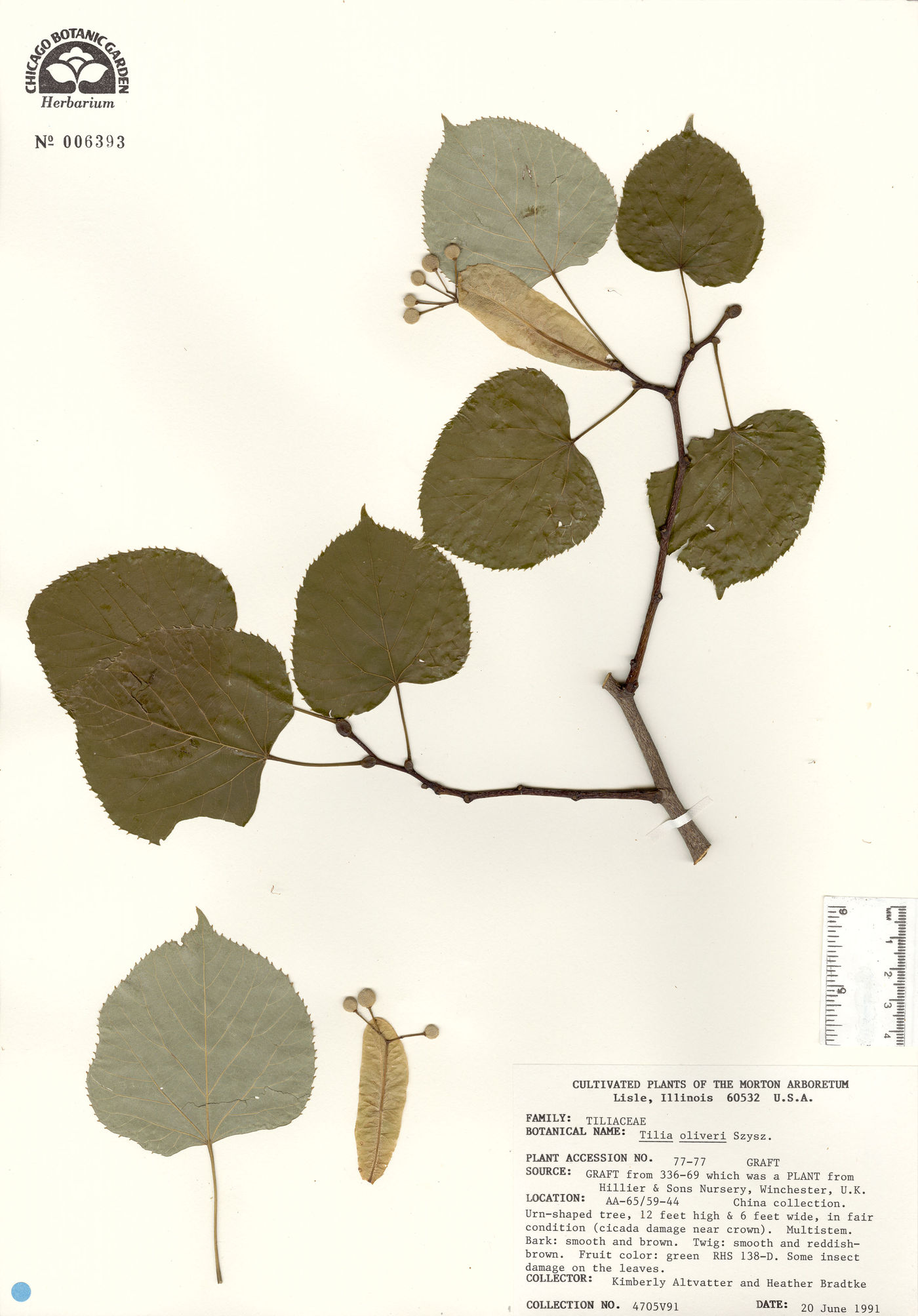 Tilia oliveri image