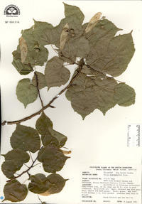 Tilia platyphyllos image