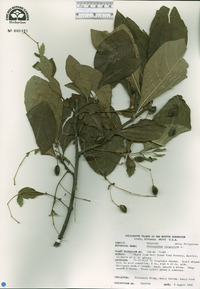 Chionanthus virginicus image