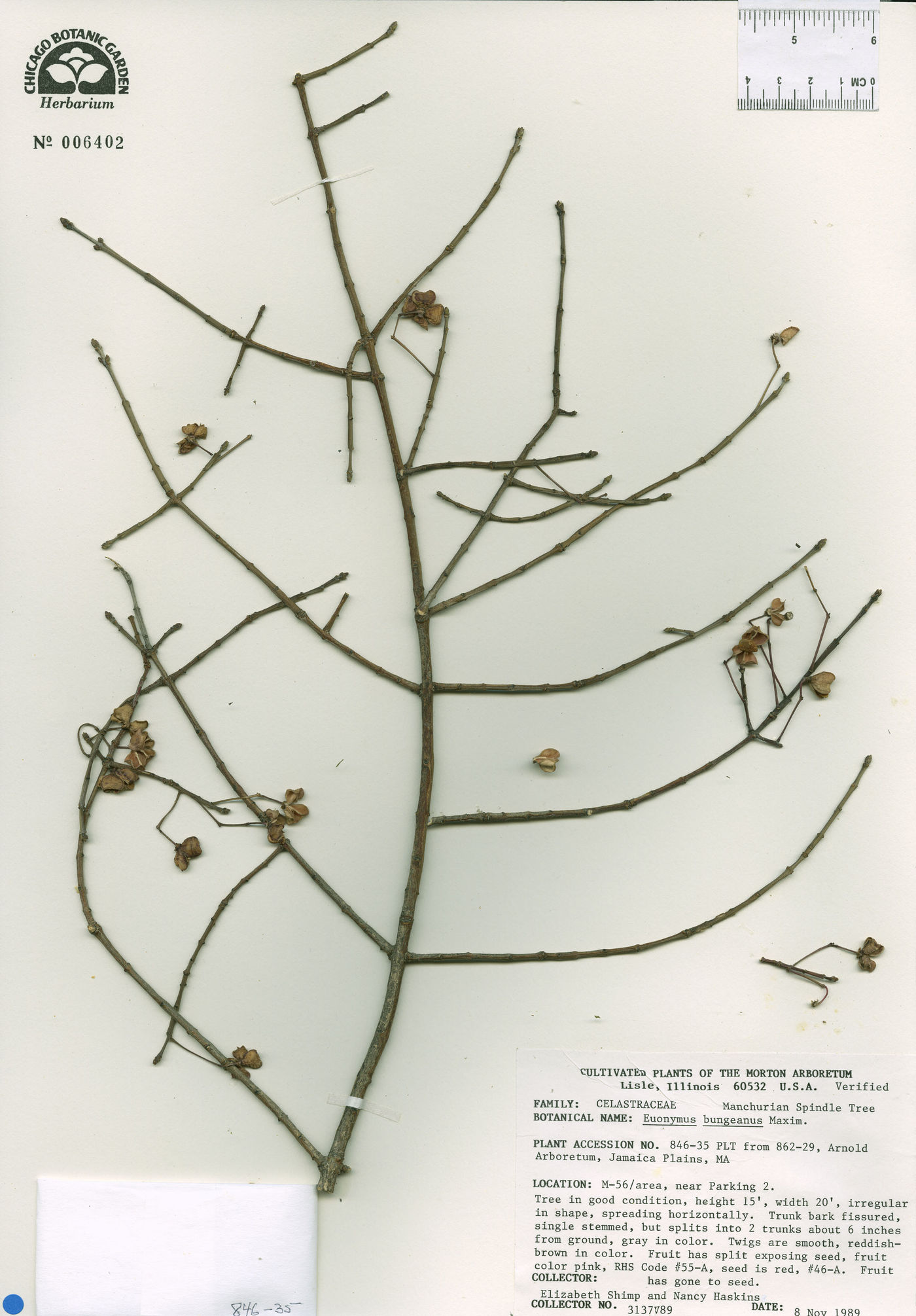 Euonymus bungeanum image