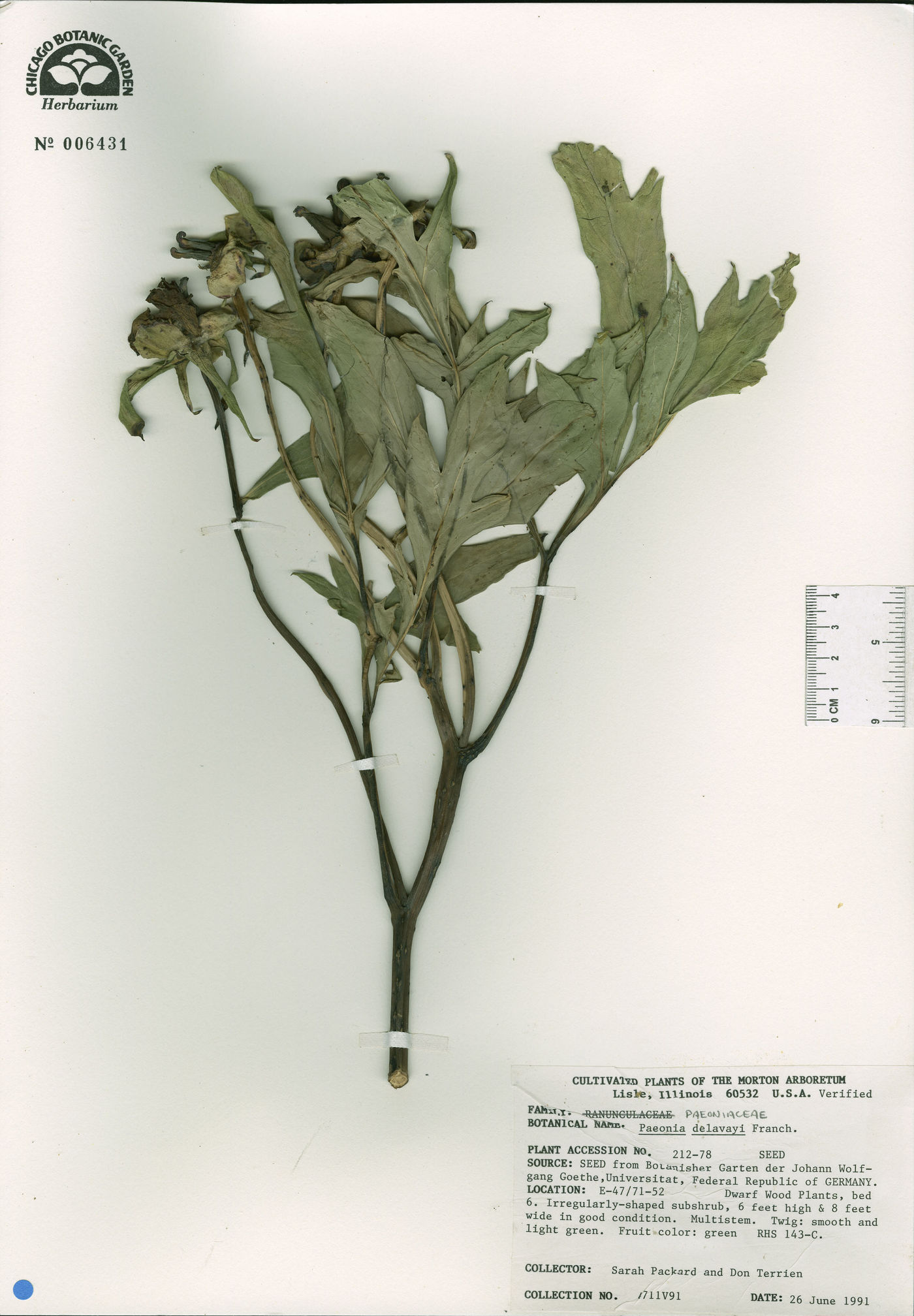 Paeonia delavayi image
