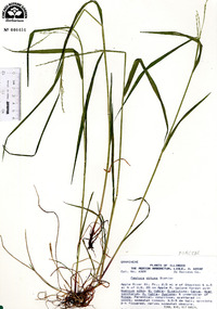 Festuca obtusa image